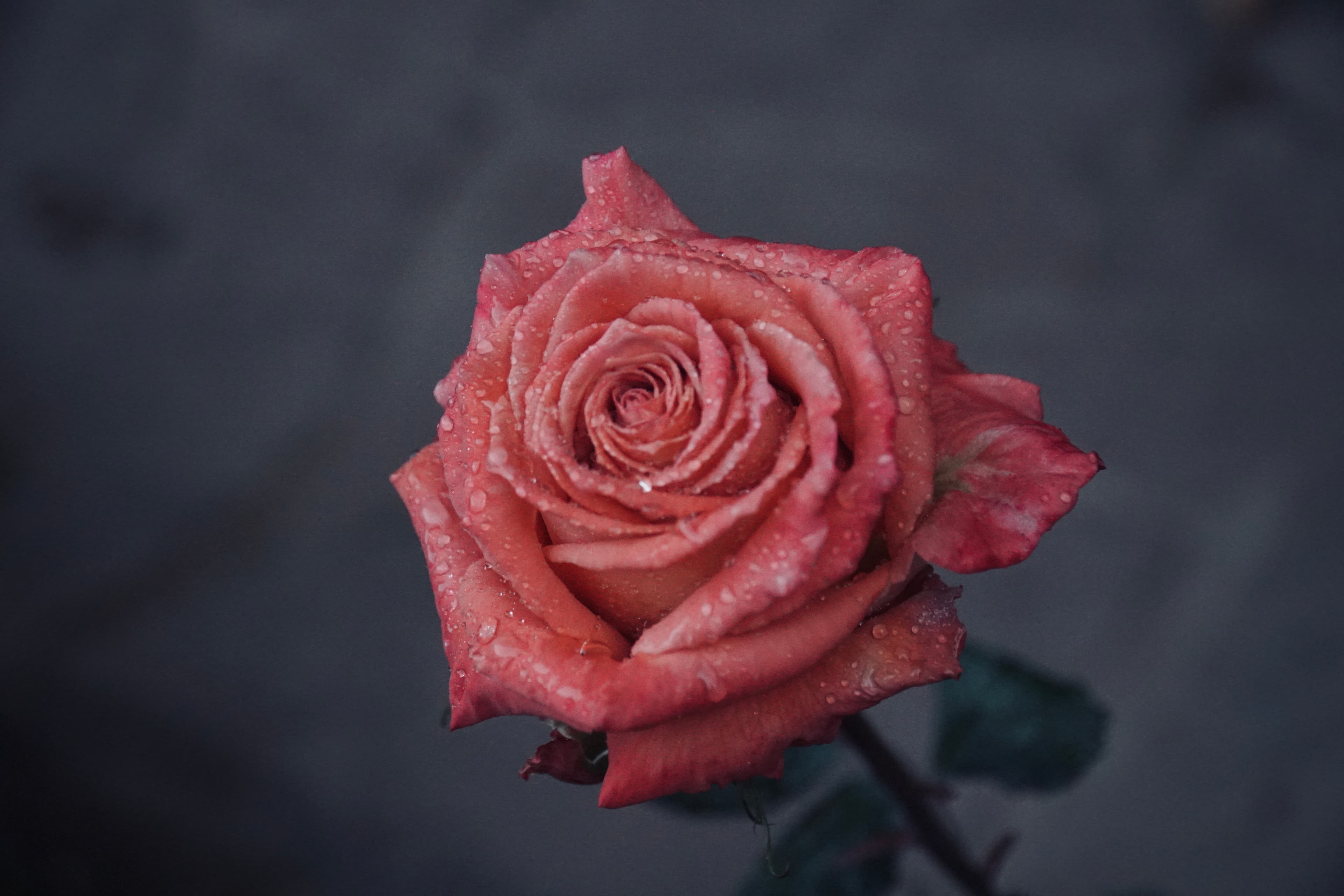 Photography by Alexander Eastman, h